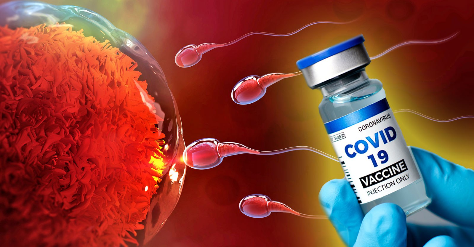 COVID Vaccines May Reduce Women’s Lifelong Egg Supply, Rat Study Suggests