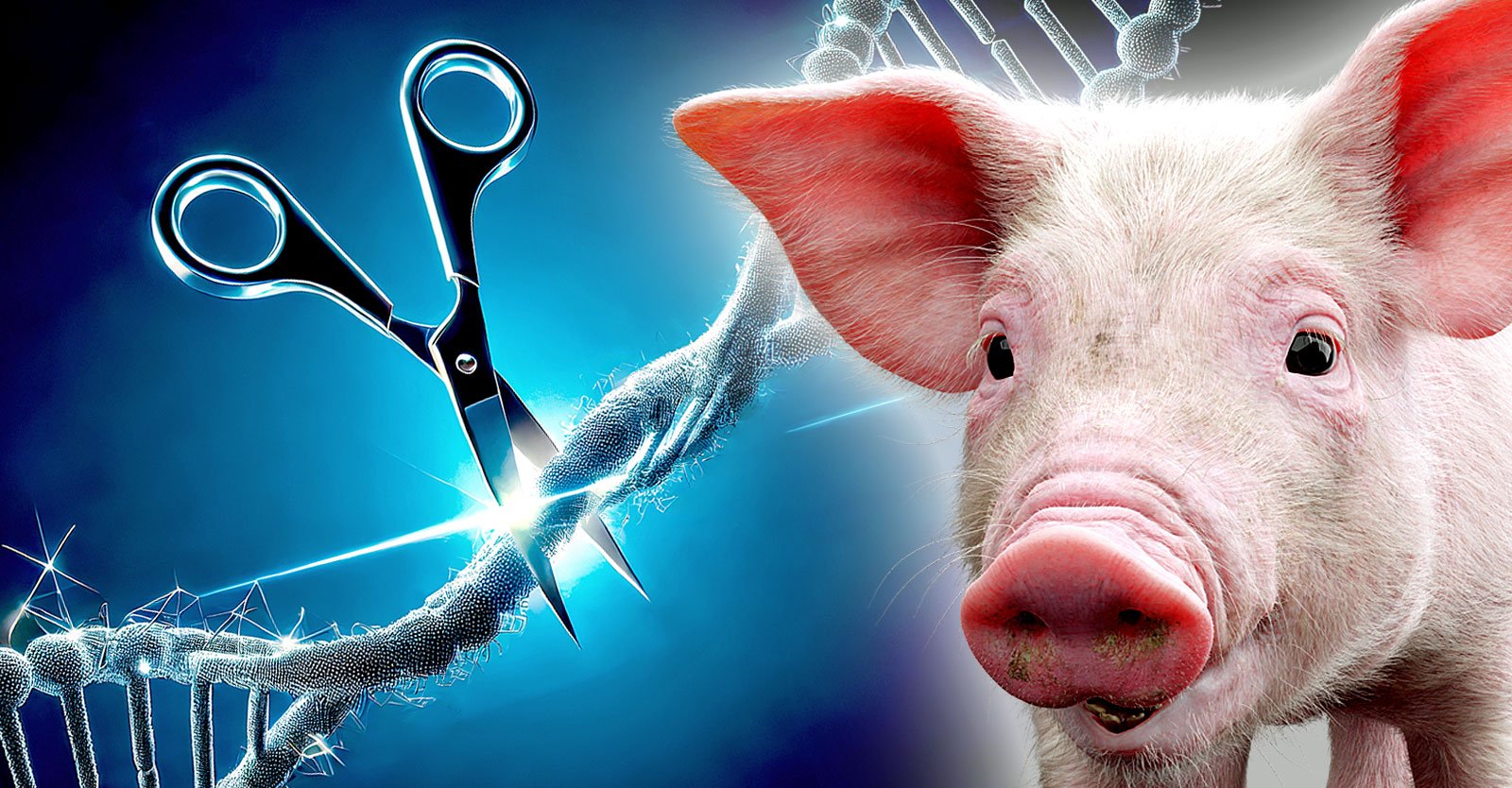 ‘Bringing Home the Bacon’: FDA Approves U.K. Biotech Company Plan to Produce Gene-Edited Pigs for U.S. Consumers