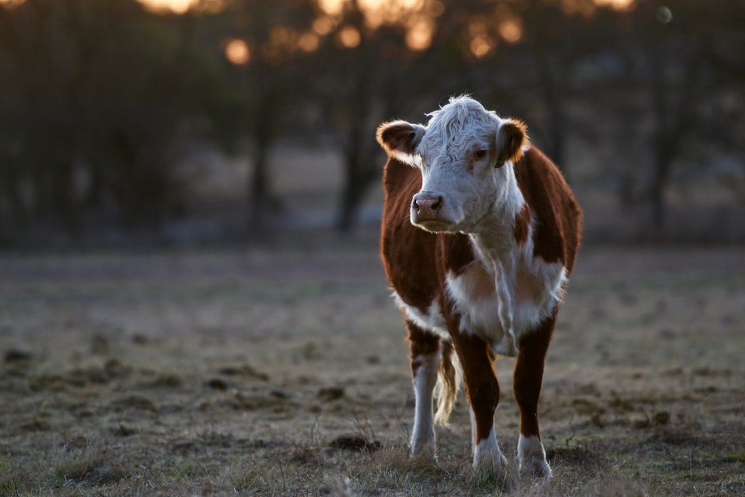 Cows SUDDENLY COLLAPSING after Bovaer