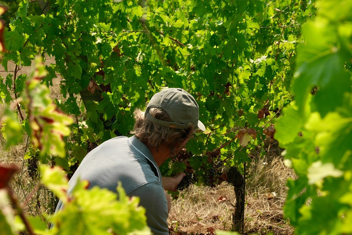 Wildfires Near France’s Bordeaux Spark Fears of ‘Economic Apocalypse’ for Wineries