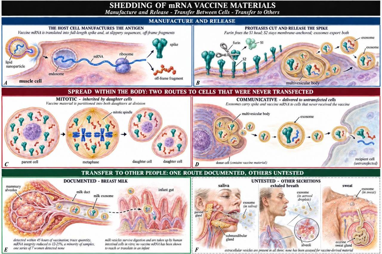 BREAKING: New Paper Reveals How mRNA “Vaccine” Materials Could Spread From Vaccinated the Unvaccinated People